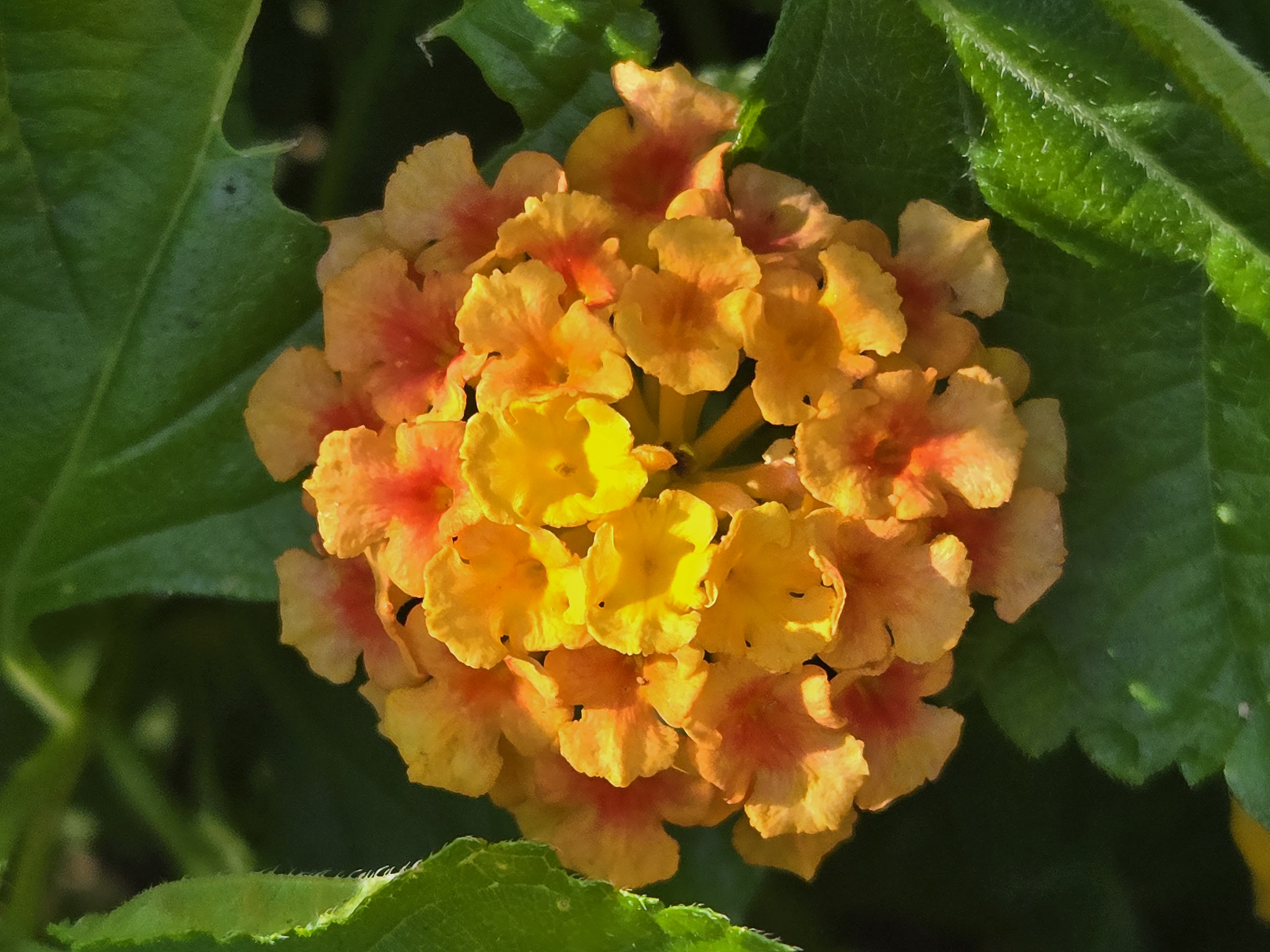 Flowers blossoming